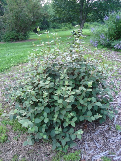 Judd Viburnum shrub